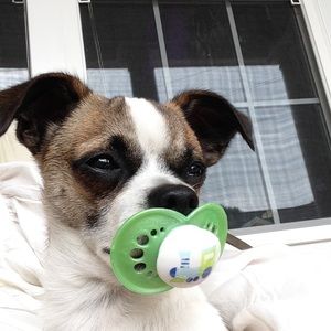 Meet your Posher, Gentry